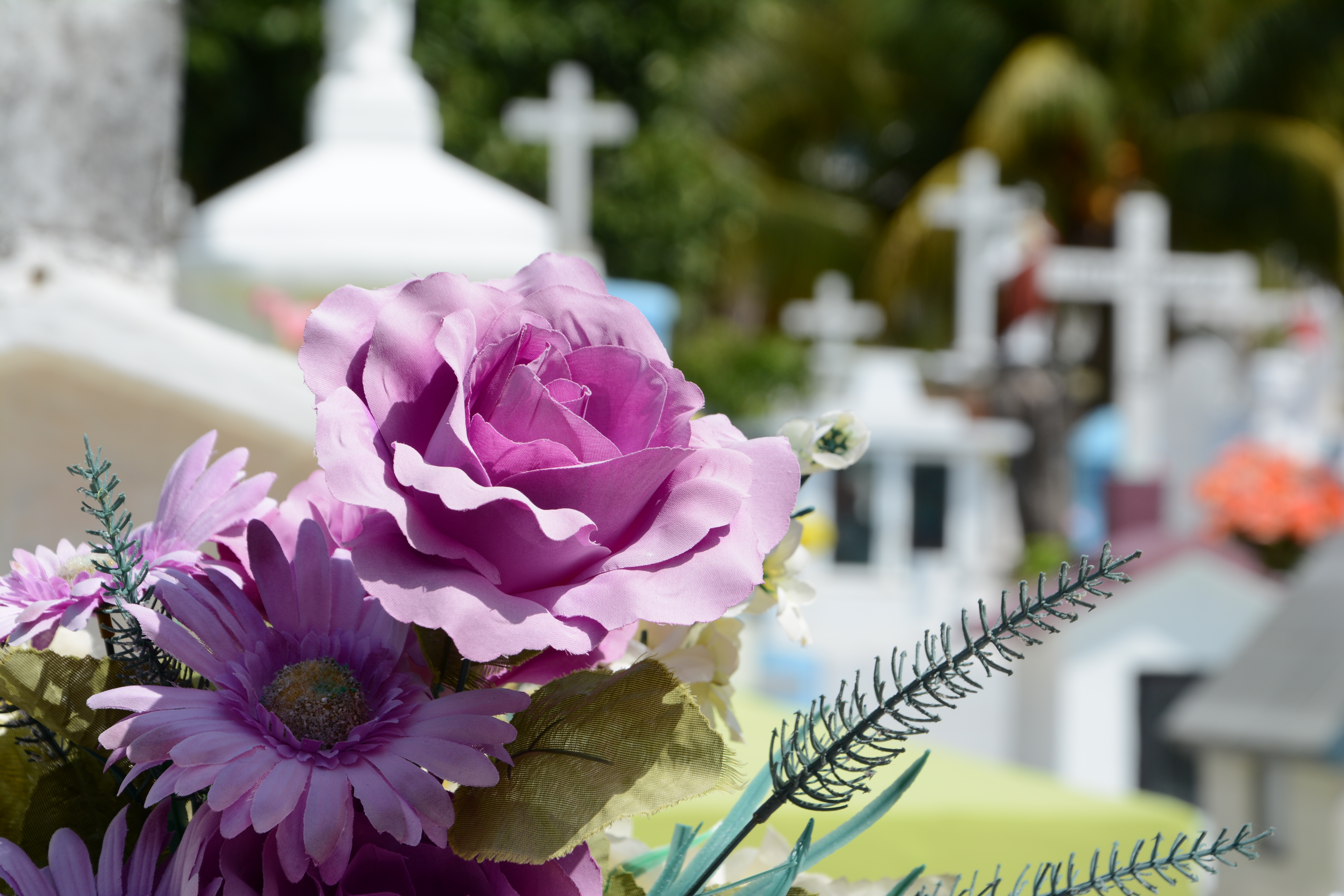 Flores moradas en primer plano dentro de un cementerio, cruces blancas desenfocadas al fondo y luz natural.